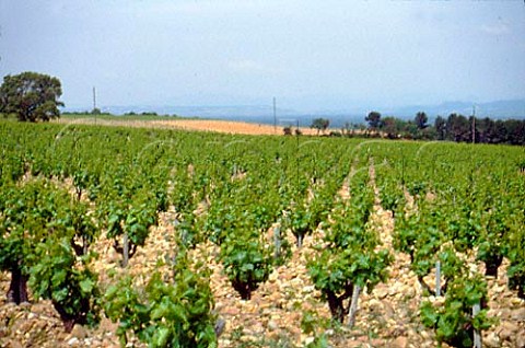 Vineyards of Domaine du Vieux   Telegraphe Bedarrides Vaucluse AC   Chateauneuf du Pape