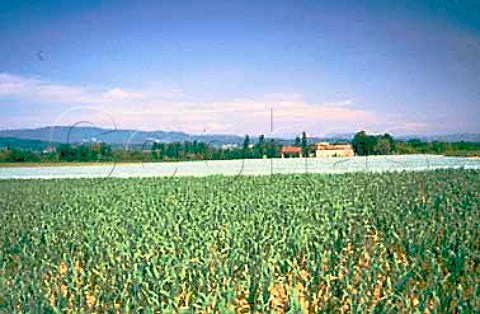 Field of garlic near Valence Drome