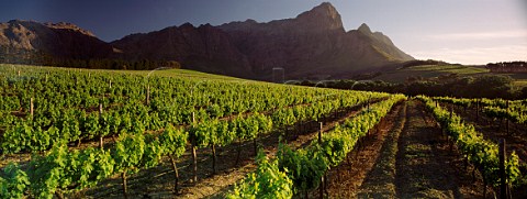 Bellingham Estate vineyards Franschhoek Cape Province South Africa   Paarl WO