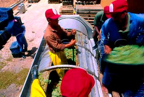 Pressing Chardonnay grapes for sparkling wine on Madeba Farm of Graham Beck   Winery Robertson South Africa   Robertson WO