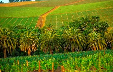 Muratie Estate vineyards north of Stellenbosch Cape Province South   Africa Stellenbosch WO