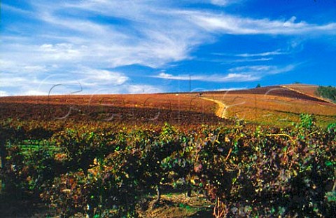 Vineyards of Kanonkop Estate   Stellenbosch Cape Province    South Africa