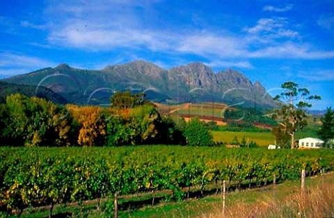 Vineyards at Delheim with Simonsberg   Mountains beyond Stellenbosch Cape   Province