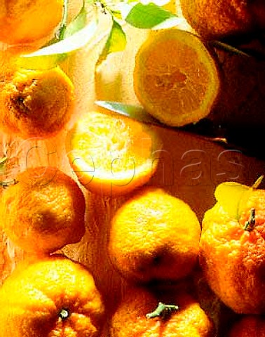 South Africa Cape Lemons Citrus Sinensis More commonly known as Cape Rough Skin Lemons