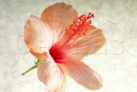 Medicinal Plants Hibiscus Flower