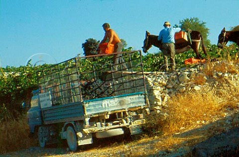 Harvesting Mavra grapes in vineyard at   Arsos Cyprus