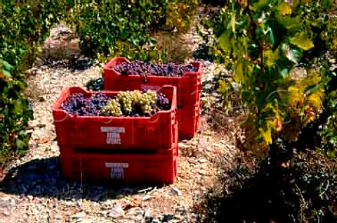 Mavro black and Xinisteri grapes   waiting to be delivered to LAONA Arsos   model winery Cyprus