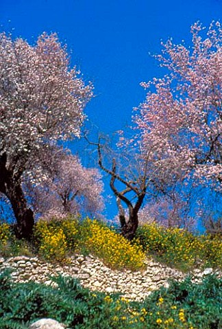 Almond trees and mustard Arsos Cyprus