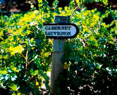 Cabernet Sauvignon vineyard of Beringer Winery   StHelena Napa Valley Calif