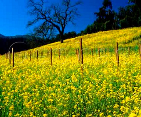 Mustard flowering in early spring in vineyard of   Rubicon Estate formerly Niebaum Coppola   Rutherford Napa Valley California