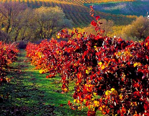 Autumn colours in vineyard owned by Robert Mondavi   in the Carneros district Napa California