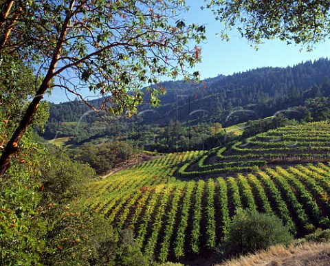 Vineyard on the western slopes of the Napa Valley   Oakville Napa Co California USA