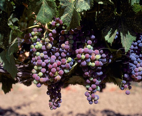 Merlot grapes changing colour as they ripen   Veraison