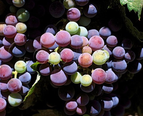 Merlot grapes changing colour as they ripen    Veraison