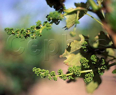 Flower buds of Cabernet Sauvignon vine