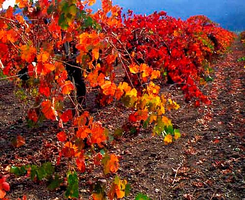 Autumn colours in vineyard along the Silverado Trail   south of Calistoga Napa Valley California