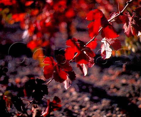 Autumn colours in vineyard along the Silverado   Trail  Calistoga Napa Valley California