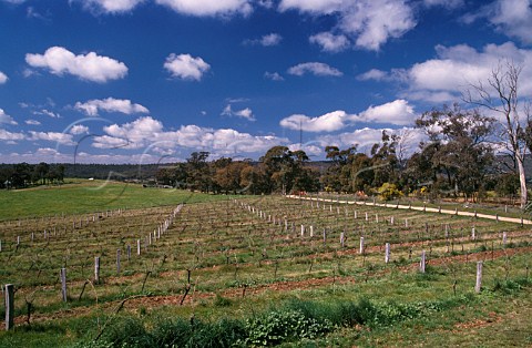 Vineyard of Jasper Hill Heathcote   Victoria Australia