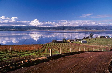 St Matthias vineyard and winery on the  River Tamar Launceston Tasmania  Australia