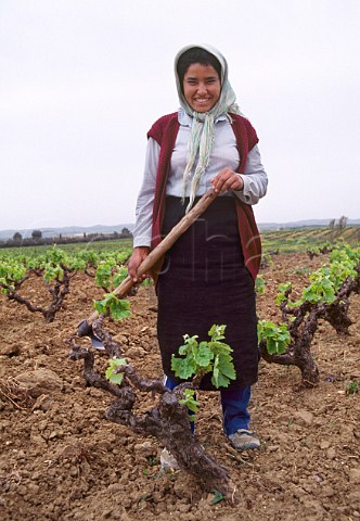 Woman working in vineyard near   Bari Khalled Cap Bon region Tunisia