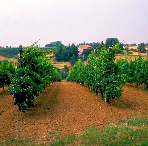 Vineyards at Dozza near Imola EmiliaRomagna   Italy  Albana di Romagna etc