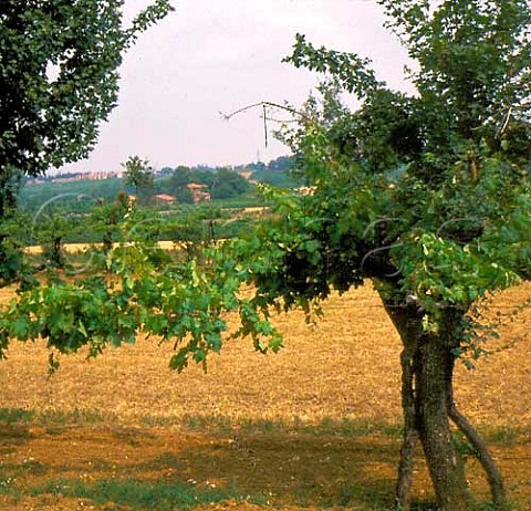 Vines trained between trees at Dozza   EmiliaRomagna Italy Albana di Romagna
