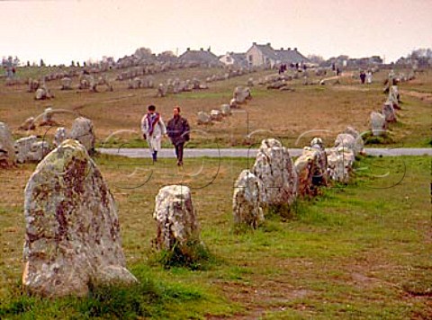 Standing stones of Kermario at Carnac  Morbihan   France  Brittany