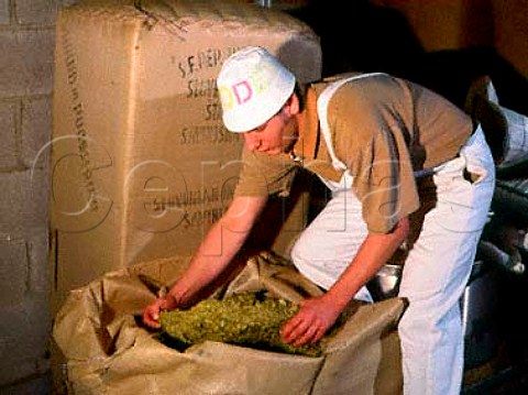 Hops are sorted and weighed then added to cereals   and water for boiling in copper at Young and Cos   Ram Brewery Wandsworth London