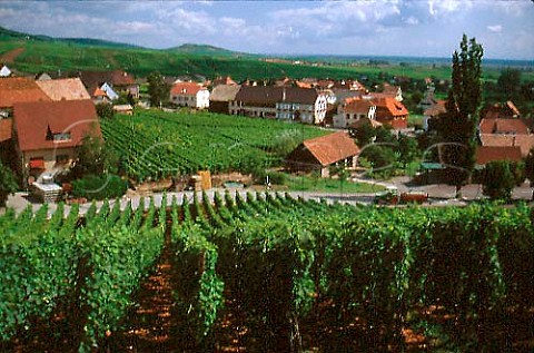 Vineyard leading down to the winery of   Albert Winter Hunawihr HautRhin   France  Alsace