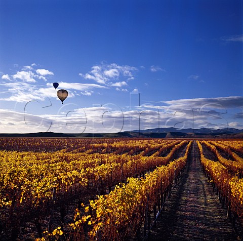 Hotair balloons drift over Montanas   Brancott Estate vineyards   Marlborough New Zealand