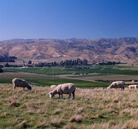 Sheep grazing above vineyards in the Brancott  Valley Marlborough New Zealand