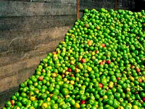 Apples ready for processing at Thatchers Cider   Sandford Avon