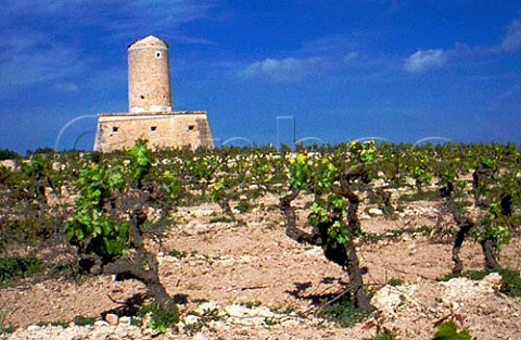 Merlot vines and disused windmill in   vineyard of Jaume Mesquida Porreres   Majorca Spain