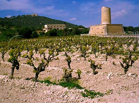 Merlot vines in vineyard of Jaume Mesquida   Porreres Majorca Disused windmill beyond with   monastery on hilltop