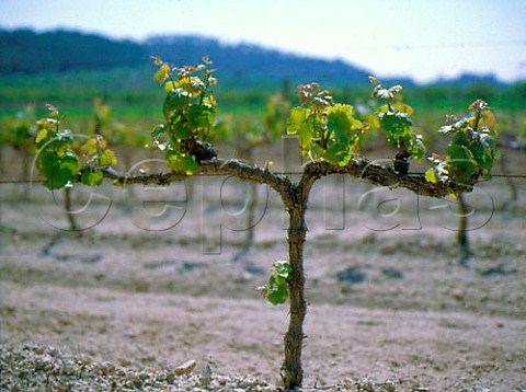 Chardonnay vine in vineyard of Jaume Mesquida   Porreres Majorca Spain