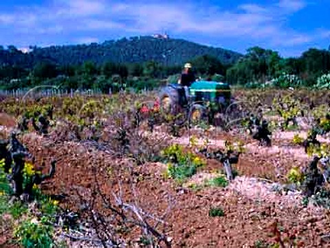 Working soil between rows in vineyard of Jaume   Mesquida Porreres Majorca
