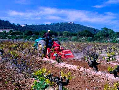 Working soil between rows in vineyard of Jaume   Mesquida Porreres Majorca