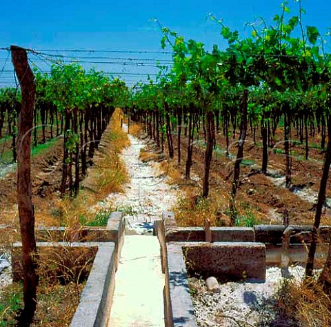 Channel irrigation in vineyards of Santa Ana   Mendoza Argentina