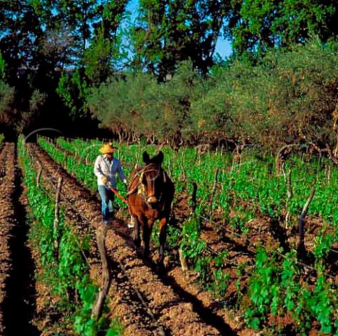 Ploughing by mule to maintain irrigation channels in   vineyard Lujan de Cuyo Mendoza Argentina