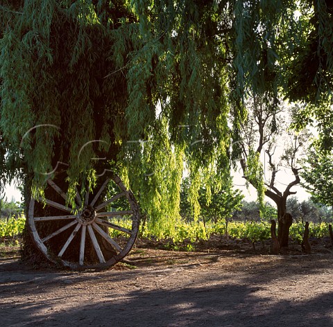 Old cartwheel leaning against tree by    vineyard Lujan de Cuyo Mendoza Argentina