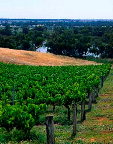 Vineyard by the Murray River near Loxton South   Australia Riverland