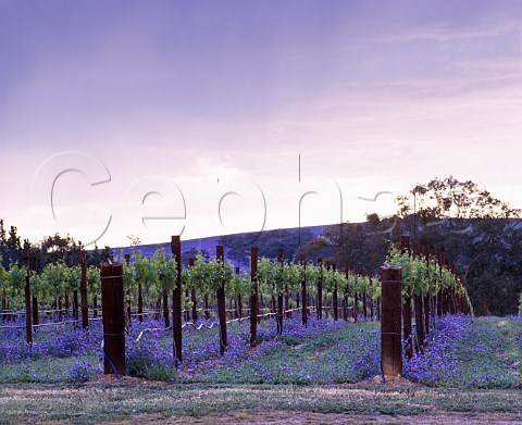 Spring flowers in Pikes Polish Hill River   vineyards Clare South Australia   Clare Valley