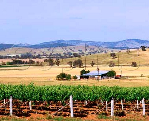 Vineyard at Mudgee New South Wales Australia