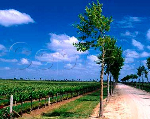 Vineyards of Rymill Wines Coonawarra South   Australia