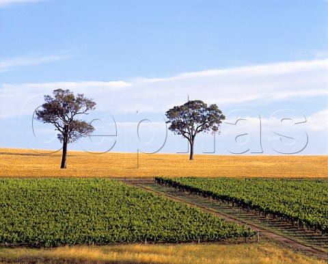 Vineyards near Mount Barker Western Australia     Lower Great Southern