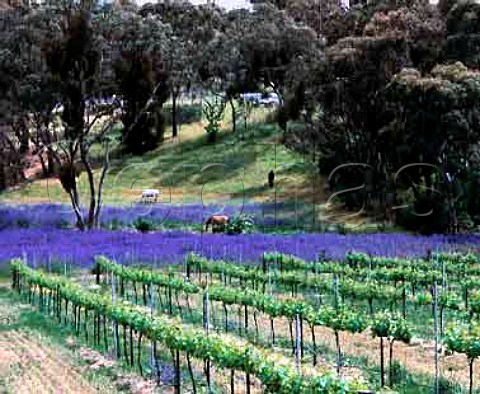 Spring flowers around vineyard of Tim Adams near   Clare South Australia   Clare Valley