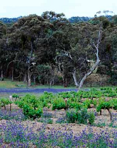 Old Grenache vines in The Fergus Vineyard of Tim   Adams near Clare South Australia   Clare Valley