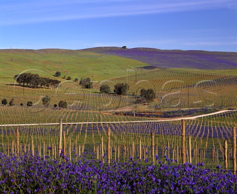 New vineyards of Leasingham carpeted with spring   flowers Clare Valley South Australia