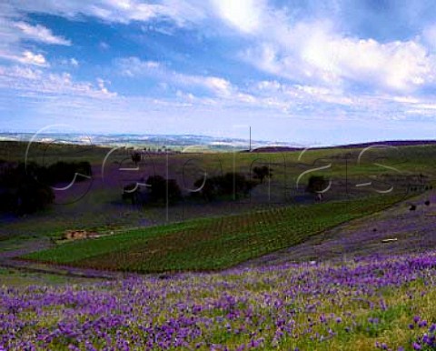 Spring flowers around Gaia Vineyard  mainly   Cabernet Sauvignon  of Grosset Wines Clare Valley   South Australia