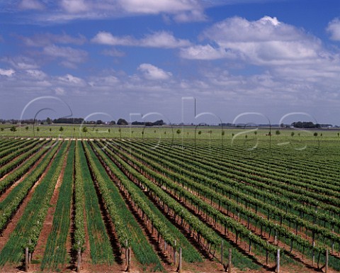 Vineyards of Rymill Wines Coonawarra South  Australia